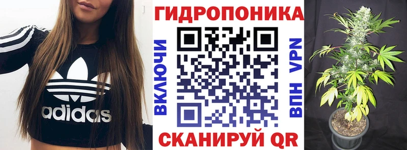 Канабис план  Томмот 